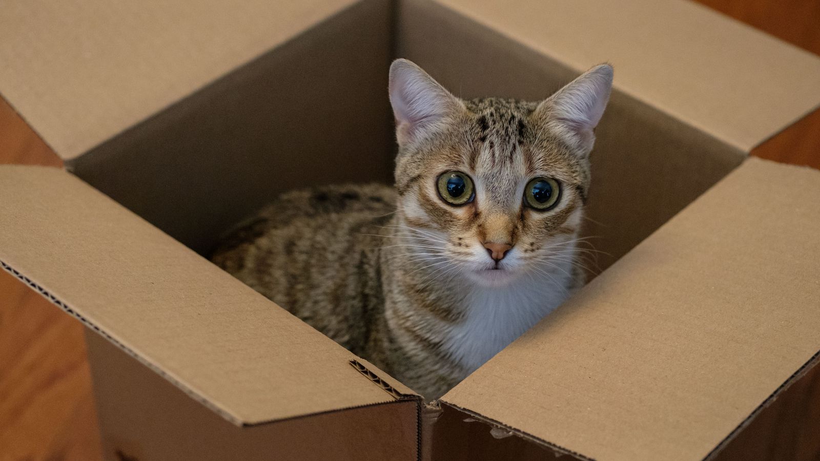 Tabby cat in a cardboard box at home