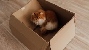 Cat sitting inside a cardboard box during a house move